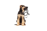3 Ways To Make Vet Visits Less Scary For Your Pet