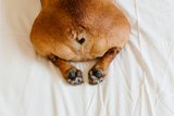 Anal Sac Disease