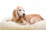 Understanding Osteoarthritis (or Degenerative Joint Disease)