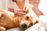 What is an Aural Haematoma?